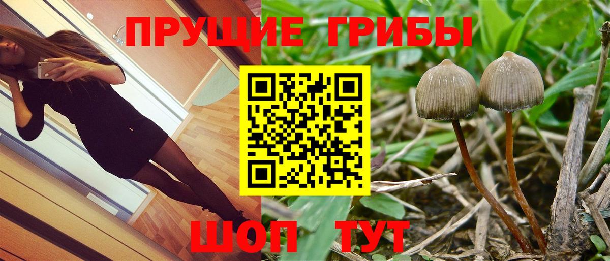 Псилоцибиновые грибы мицелий  Вход с VPN  Галлюциногенные грибы Cubensis  Междуреченск 