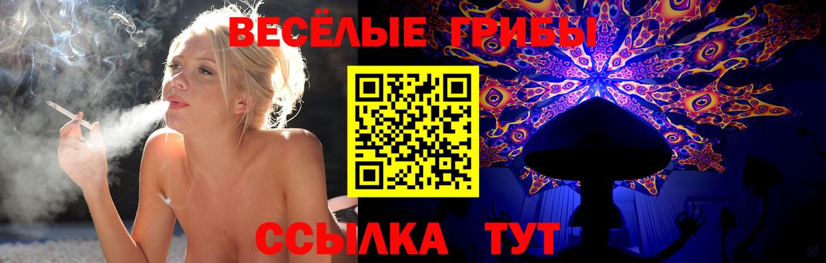 Псилоцибиновые грибы Psilocybe Междуреченск